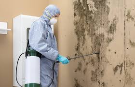 Best Industrial Mold Remediation  in Seminole, FL